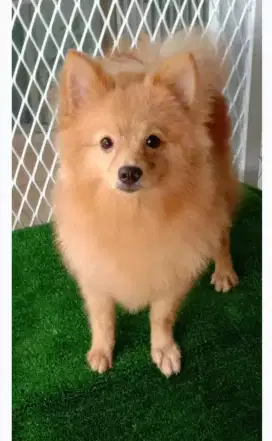 Pejantan Minipom