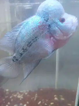 Ikan lohan murmer