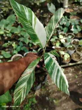 pisang variegata
