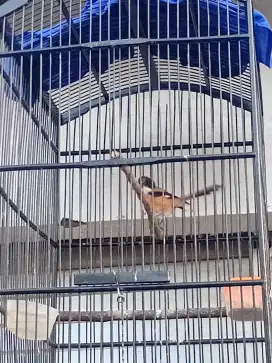 Jual cepat burung sembur bunyi