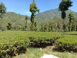 jual kebun teh aktif