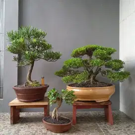 Bonsai hias antik ada 3 pot