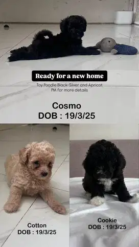 Open Adopt Toy Poodle