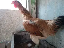 Jual ayam pelung usia 7 bulan lagi belajar bertelor!