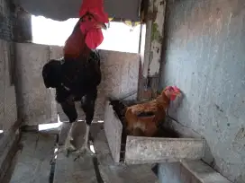 Jual ayam pelung jantan&indukan
