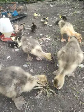 Jual anak angsa 5