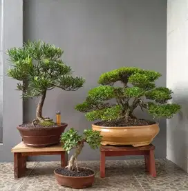 Bonsai hias unik ada 3 pohon