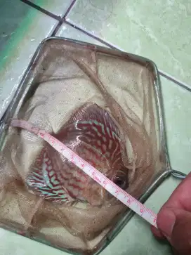 Ikan hias ikan discus
