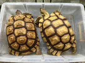 Sulcata Sepasang (pair)