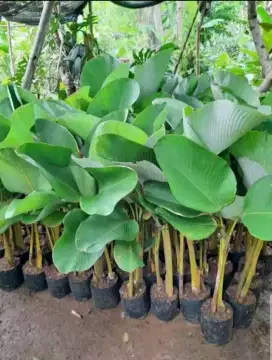 Tanaman hiyas pisang kalatea