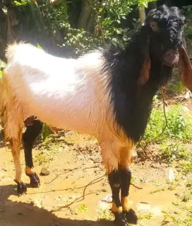 Kambing Etawa Besar Siap Kurban Qurban