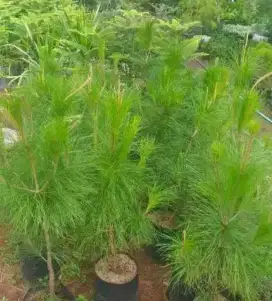 Pohon pinus dan Cemara norfox