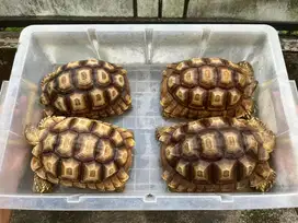 Sulcata 20-24cm