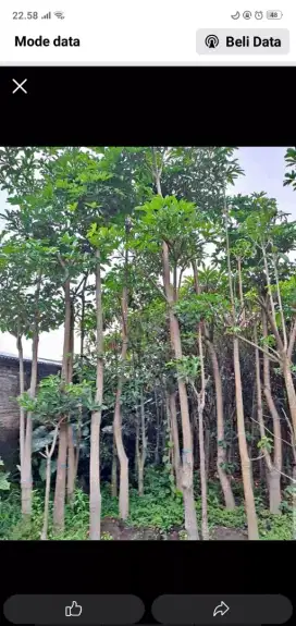 Pohon pule bruping dan tunggal