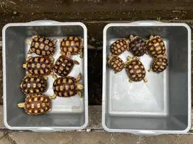 Sulcata Size aman