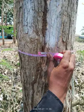 Dijual 117 Batang kayu Jati bervariasi Diameter & usia &gt;35 Tahun