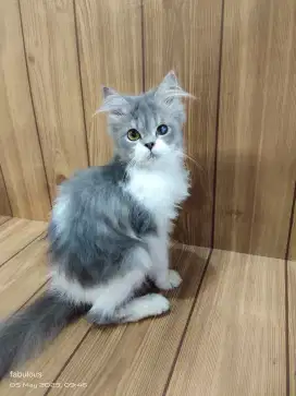Kucing Persia abu