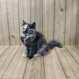 Kucing Persia peaknouse