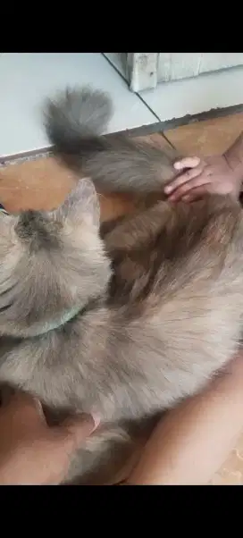 Di jual kucing persia