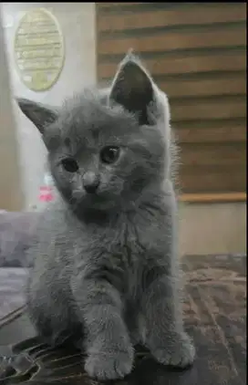 Kucing kitten British Shorthairr Male