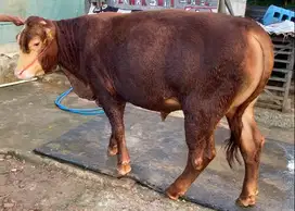 sapi limosin 350-600kiloan timbang real siap sapi qurban superan 2025