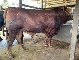 sapi qurban limosin 350-600kiloan jual kiloan jamin puas dan manteb ok