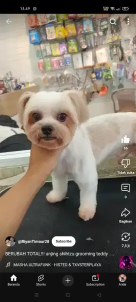 Menerima jasa penitipan hewan KUCING & ANJING