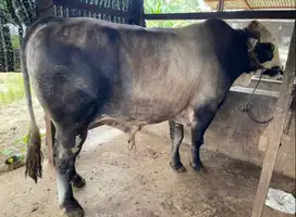 sapi limosin 350-600kilo jual kiloan timbang real jamin manteb rawatan