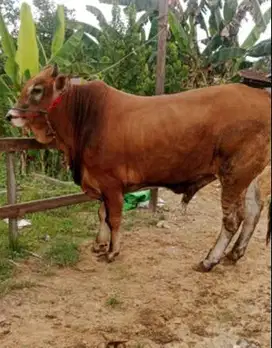 sapi limosin 350-600kilo jual kiloan timbang real jamin manteb rawatan
