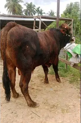 sapi limosin 350-600kilo timbang real jual kiloan jamin manteb rawatan