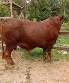 ready sapi limosin 350-500kiloan jual bobot timbang real rawatan puas