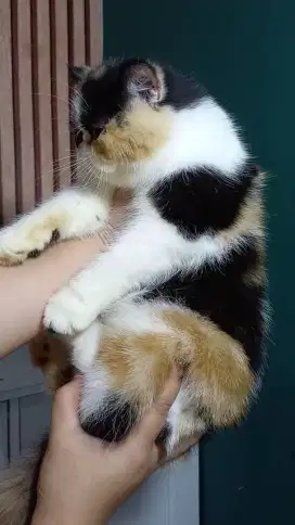 Kitten Persia exotic