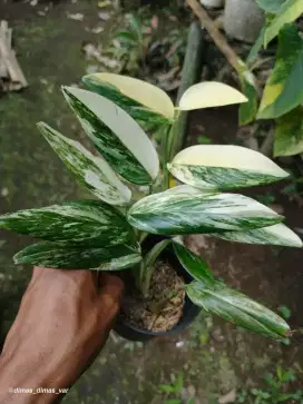 standlyana variegata