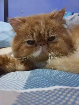 PEAKNOSE PESEK OYEN