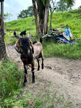 Kambing kurban dan aqiqah