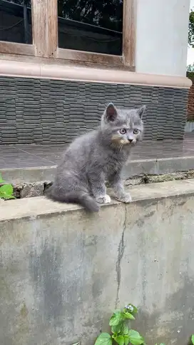 Kucing british shorthair kitten bsh munchkin ns