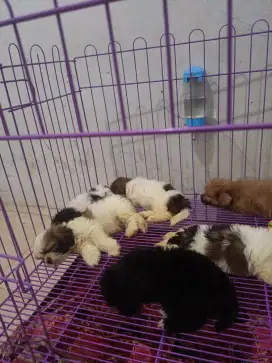 jual anjing shihtzu ras mini lok. medan