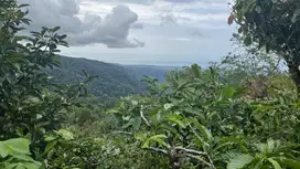 Di jual kebun kopi dengan view laut dan bukit cocok untuk villa
