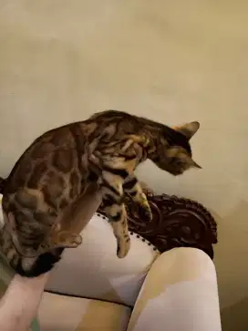 Lepas adopsi Me'ong