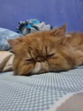 INDUKKAN JANTAN PEAKNOSE OYEN