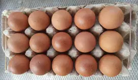 Telur Ayam Omega