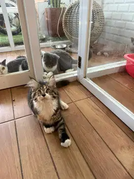 Kucing Mainecoon Purebreed
