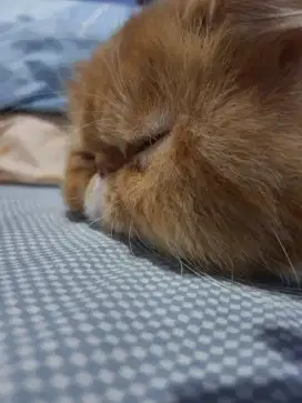 LEPAS ADOPSI KUCING RAS
