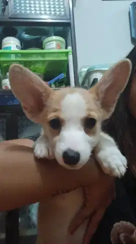 Anjing corgi betina stmb vaksin