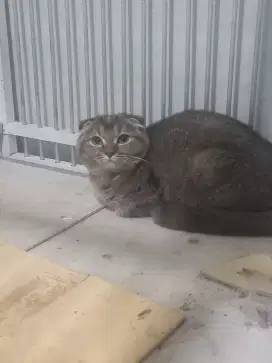 Scottish fold triple fold betina