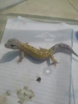 Jual. Gecko tangerine