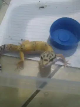 Gecko murah female