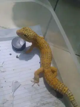 Juall gecko mata merah
