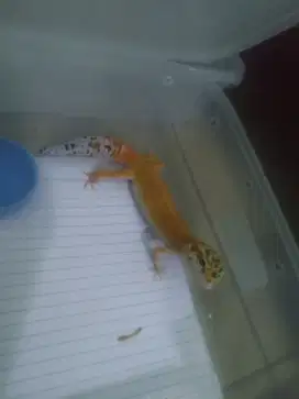 Gecko murah female