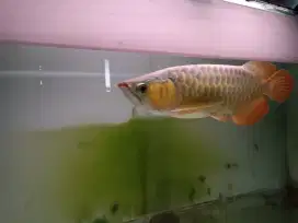 Arwana super red 50cm
